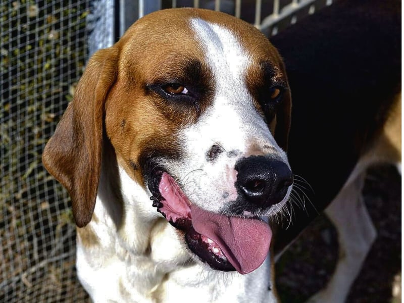 Dimmi – junger französischer Laufhund-Mischling sucht liebevolles Zuhause