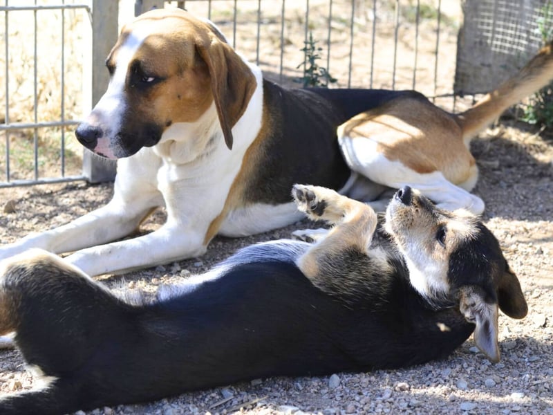 Dimmi – junger französischer Laufhund-Mischling sucht liebevolles Zuhause