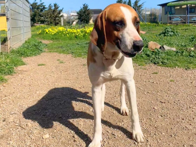 Dimmi – junger französischer Laufhund-Mischling sucht liebevolles Zuhause
