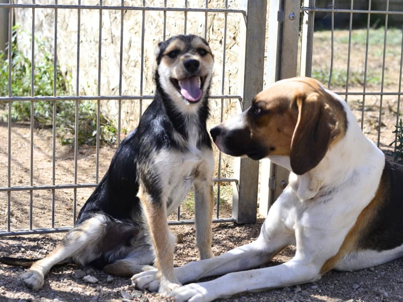Dimmi – junger französischer Laufhund-Mischling sucht liebevolles Zuhause