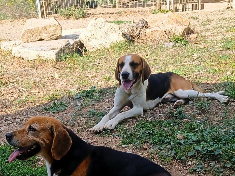 Dimmi – junger französischer Laufhund-Mischling sucht liebevolles Zuhause