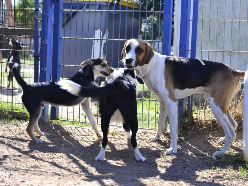 Dimmi – junger französischer Laufhund-Mischling sucht liebevolles Zuhause