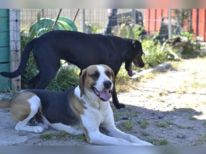 Dimmi – junger französischer Laufhund-Mischling sucht liebevolles Zuhause
