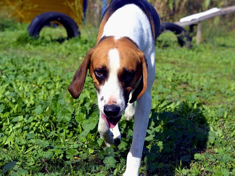 Dimmi – junger französischer Laufhund-Mischling sucht liebevolles Zuhause