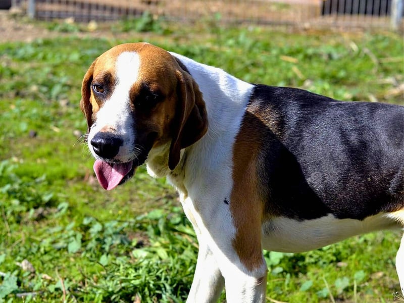 Dimmi – junger französischer Laufhund-Mischling sucht liebevolles Zuhause