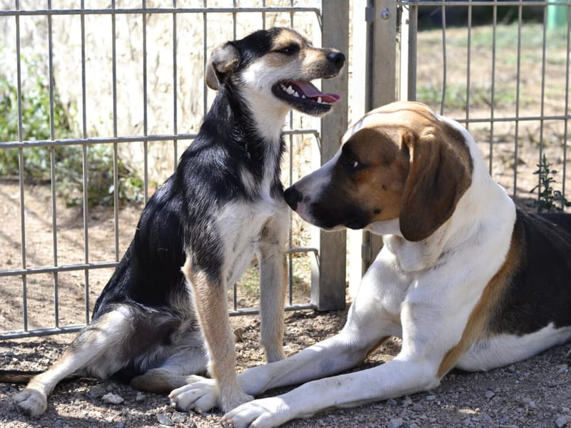 Dimmi – junger französischer Laufhund-Mischling sucht liebevolles Zuhause
