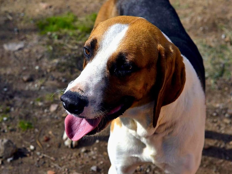 Dimmi – junger französischer Laufhund-Mischling sucht liebevolles Zuhause