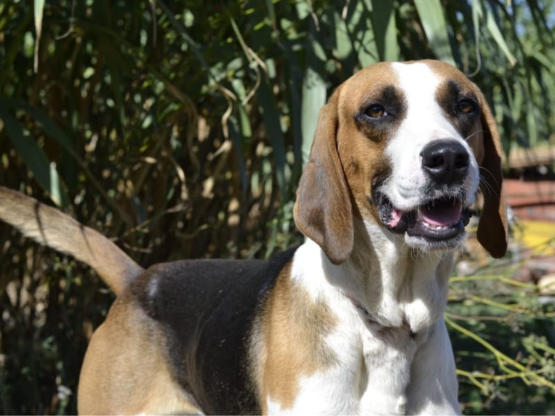 Dimmi – junger französischer Laufhund-Mischling sucht liebevolles Zuhause