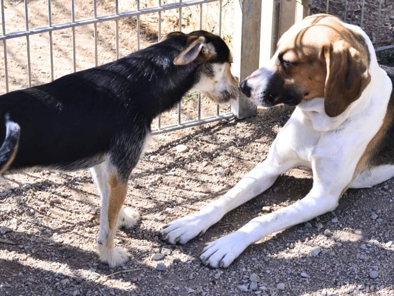 Dimmi – junger französischer Laufhund-Mischling sucht liebevolles Zuhause