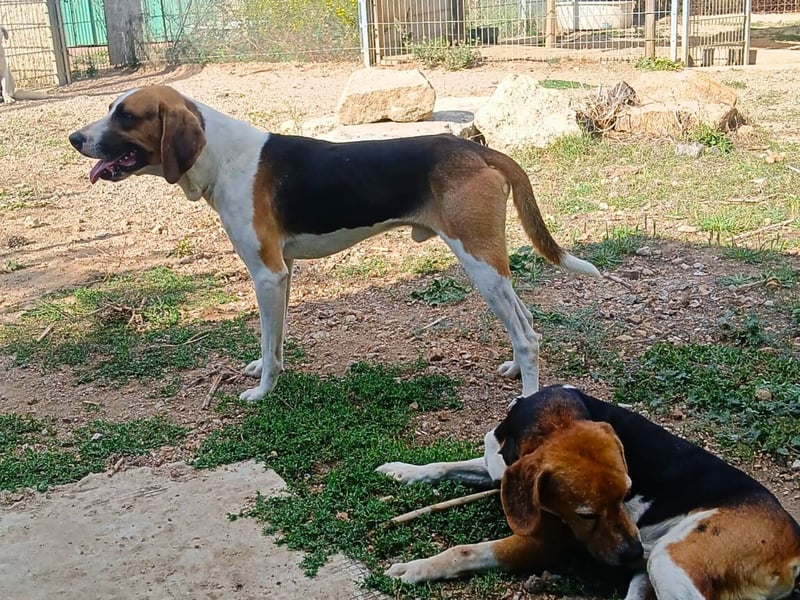 Dimmi – junger französischer Laufhund-Mischling sucht liebevolles Zuhause