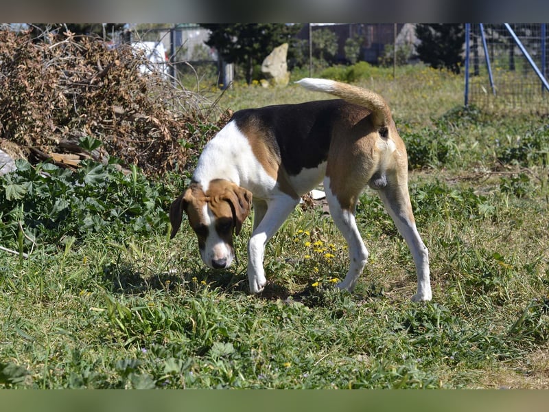 Dimmi – junger französischer Laufhund-Mischling sucht liebevolles Zuhause