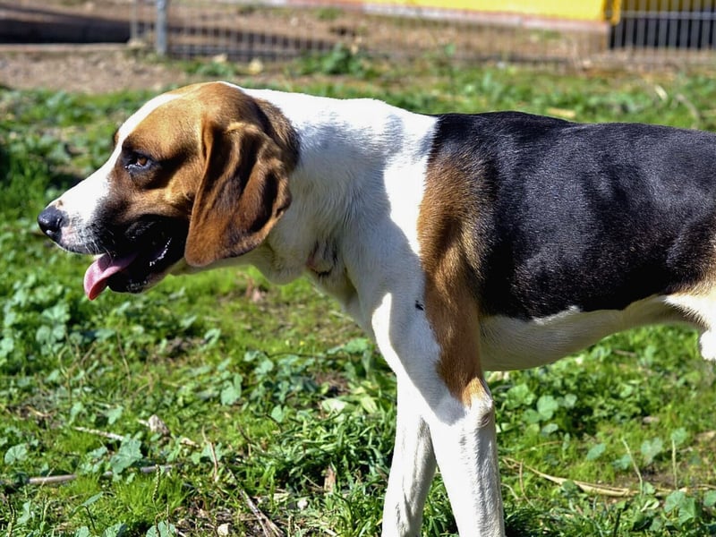 Dimmi – junger französischer Laufhund-Mischling sucht liebevolles Zuhause