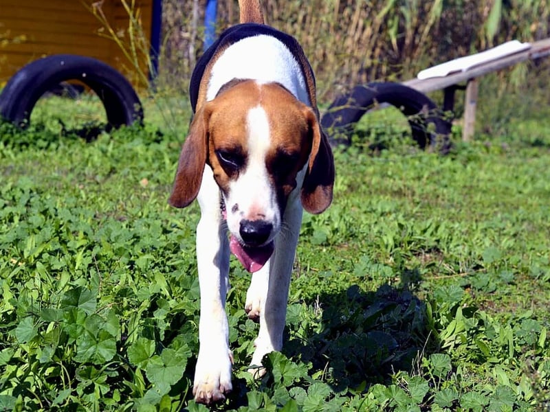 Dimmi – junger französischer Laufhund-Mischling sucht liebevolles Zuhause