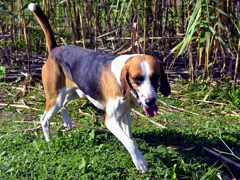 Dimmi – junger französischer Laufhund-Mischling sucht liebevolles Zuhause