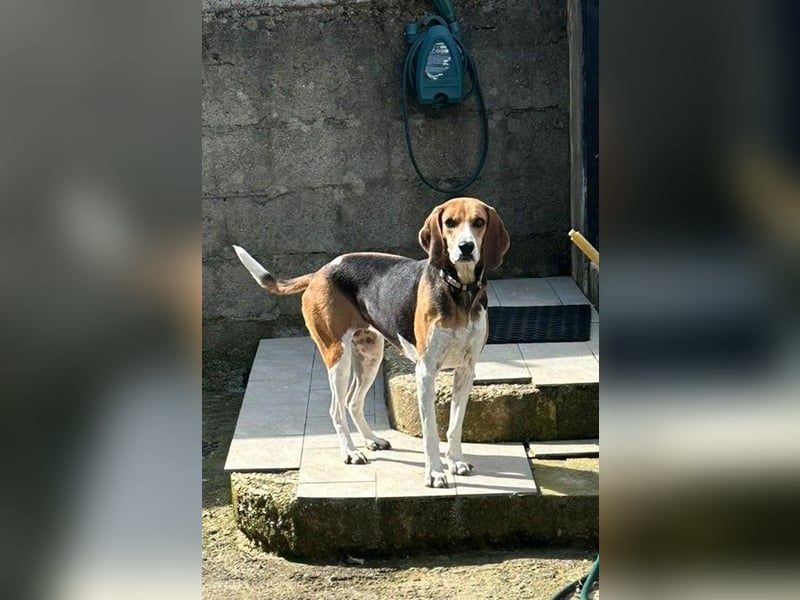 Luna – hübsches Hundemädchen vom Allerfeinsten