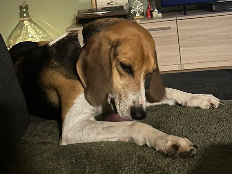 Luna – hübsches Hundemädchen vom Allerfeinsten