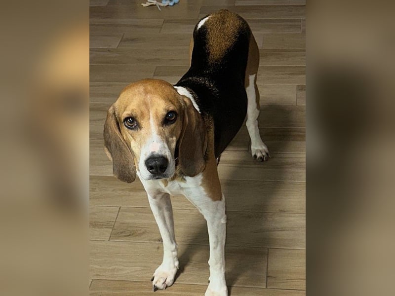 Luna – hübsches Hundemädchen vom Allerfeinsten