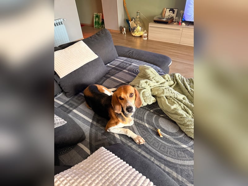 Luna – hübsches Hundemädchen vom Allerfeinsten