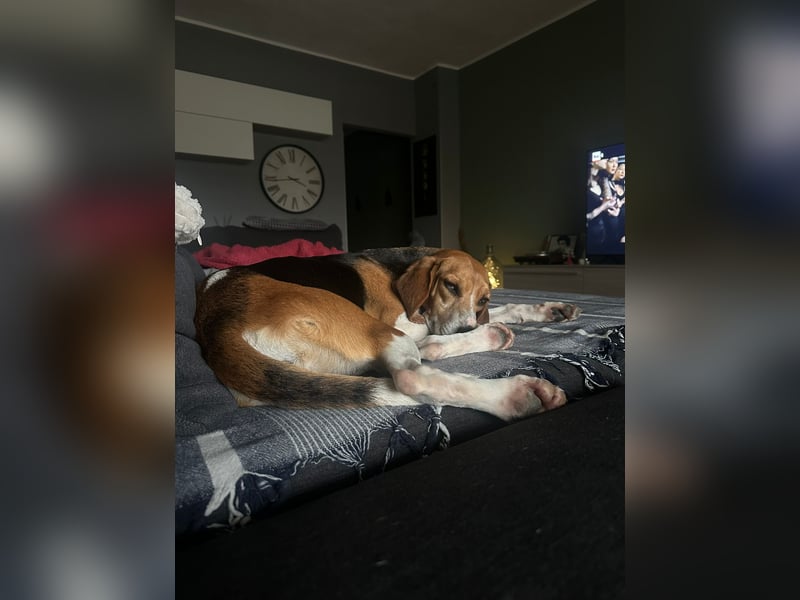 Luna – hübsches Hundemädchen vom Allerfeinsten