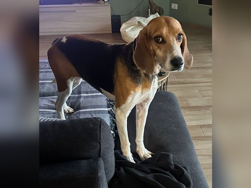 Luna – hübsches Hundemädchen vom Allerfeinsten