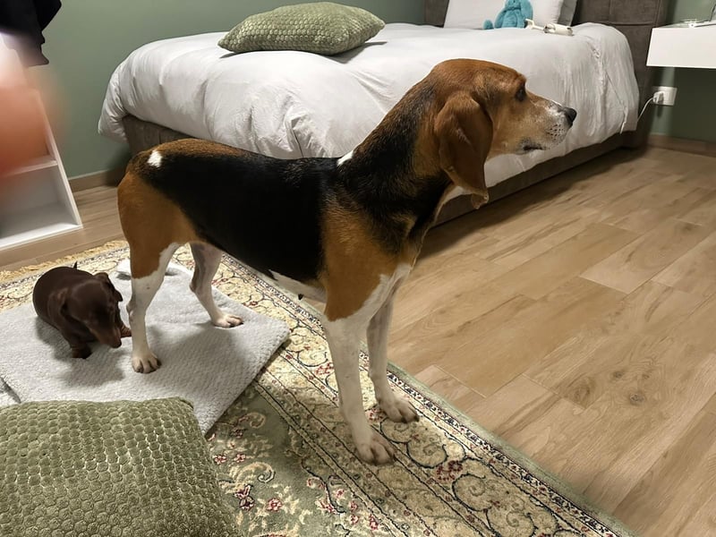 Luna – hübsches Hundemädchen vom Allerfeinsten