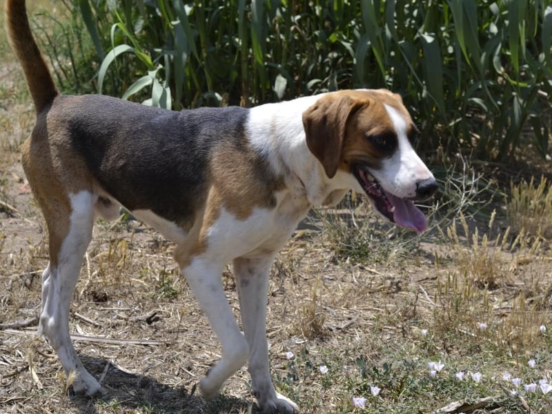 Dimmi – junger französischer Laufhund-Mischling sucht liebevolles Zuhause