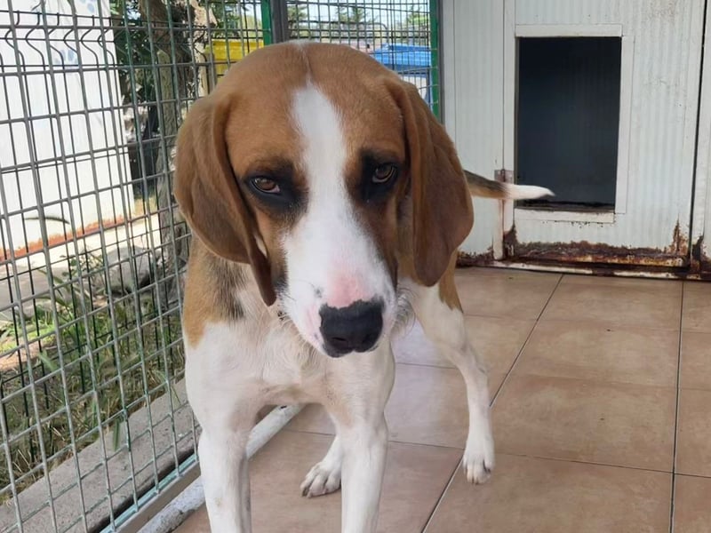 Dimmi – junger französischer Laufhund-Mischling sucht liebevolles Zuhause