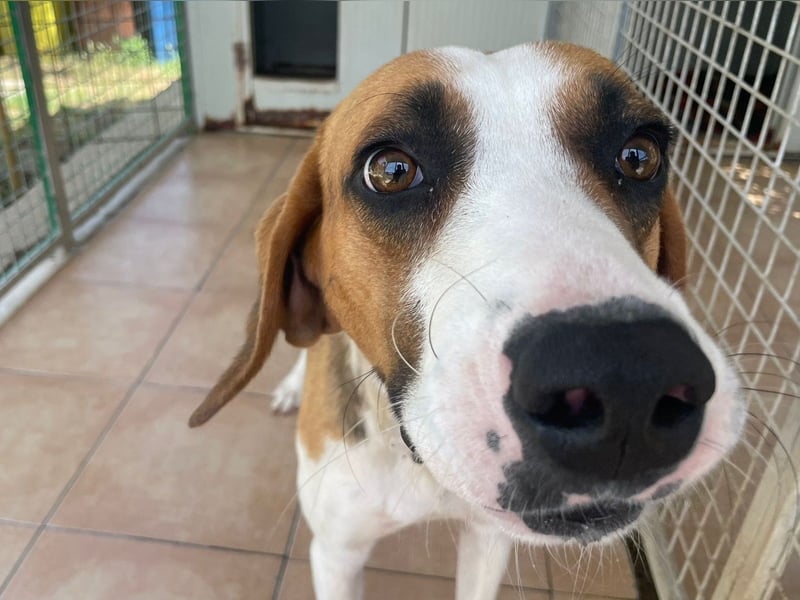 Dimmi – junger französischer Laufhund-Mischling sucht liebevolles Zuhause