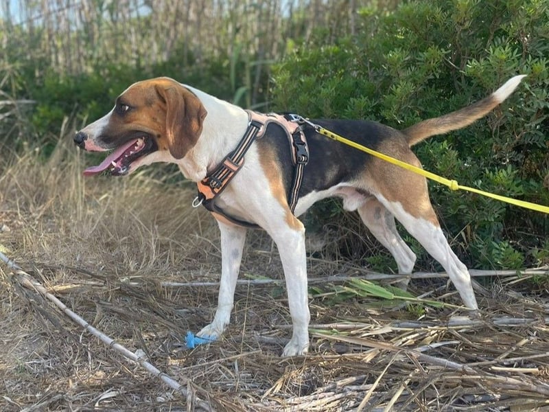 Dimmi – junger französischer Laufhund-Mischling sucht liebevolles Zuhause