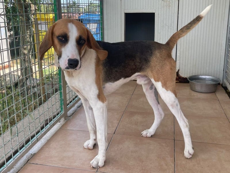 Dimmi – junger französischer Laufhund-Mischling sucht liebevolles Zuhause