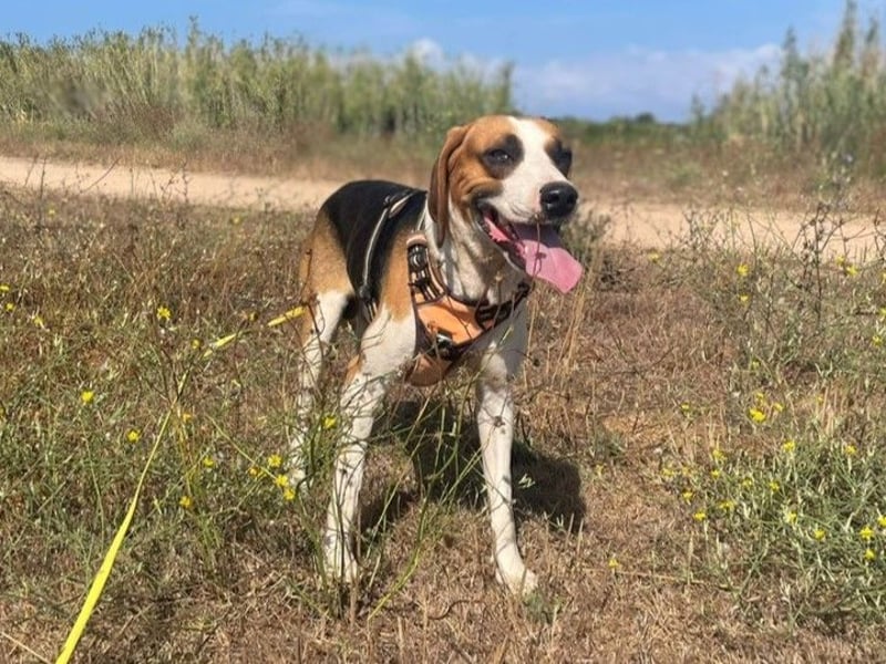 Dimmi – junger französischer Laufhund-Mischling sucht liebevolles Zuhause
