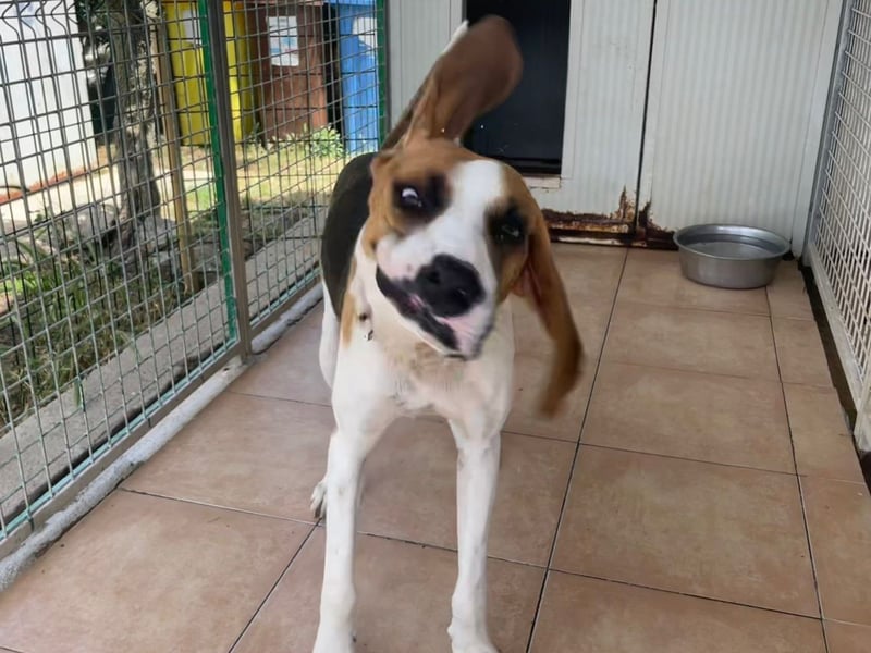 Dimmi – junger französischer Laufhund-Mischling sucht liebevolles Zuhause