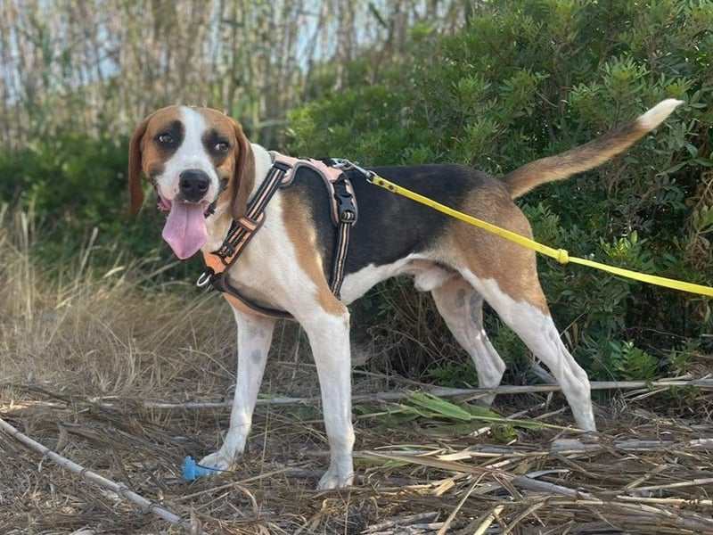 Dimmi – junger französischer Laufhund-Mischling sucht liebevolles Zuhause