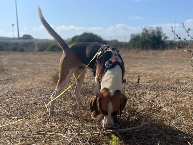 Dimmi – junger französischer Laufhund-Mischling sucht liebevolles Zuhause