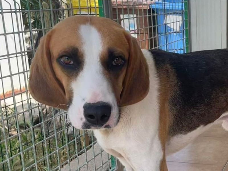 Dimmi – junger französischer Laufhund-Mischling sucht liebevolles Zuhause