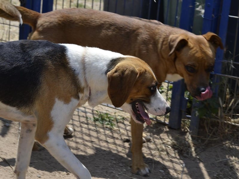 Dimmi – junger französischer Laufhund-Mischling sucht liebevolles Zuhause