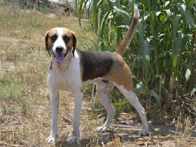Dimmi – junger französischer Laufhund-Mischling sucht liebevolles Zuhause