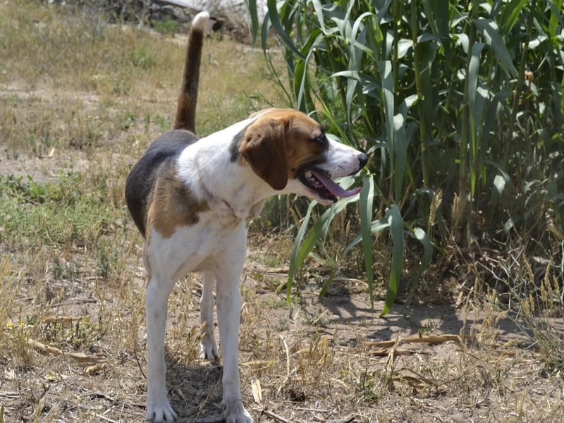 Dimmi – junger französischer Laufhund-Mischling sucht liebevolles Zuhause