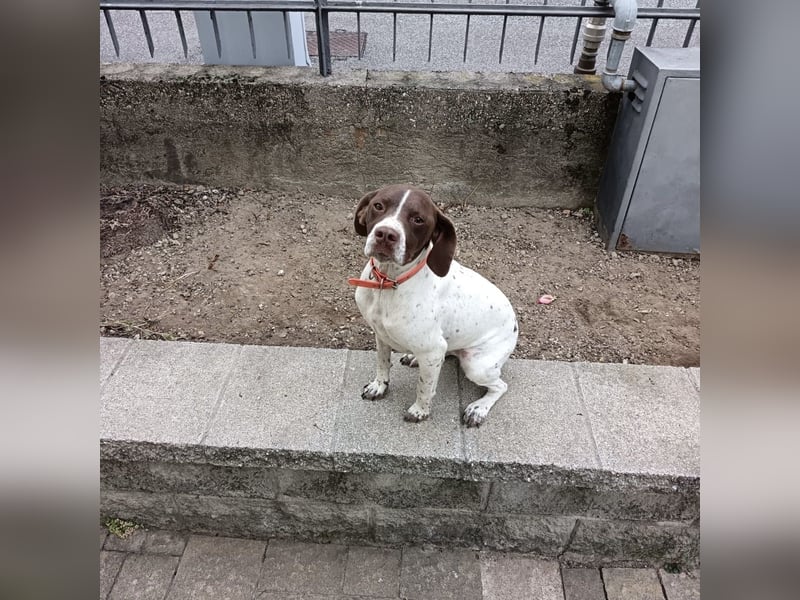 Fifi - eine bildschöne freundliche Hündin