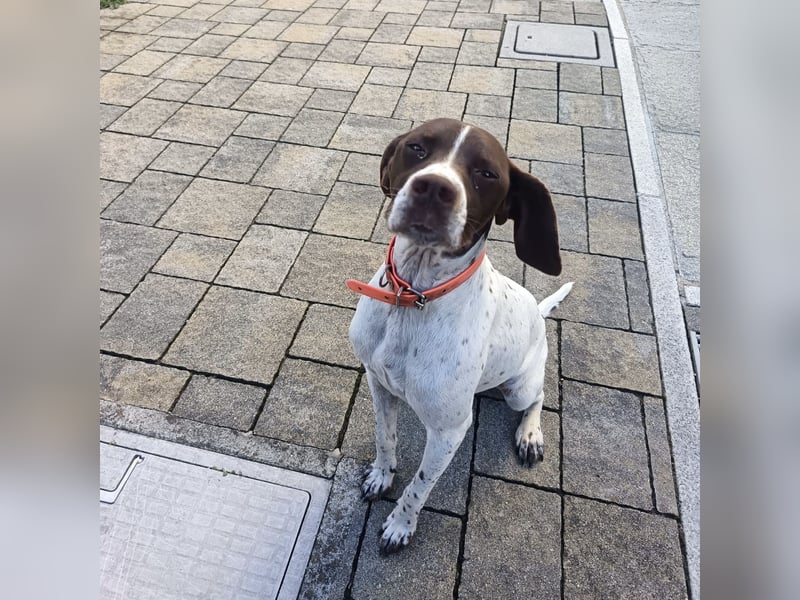 Fifi - eine bildschöne freundliche Hündin