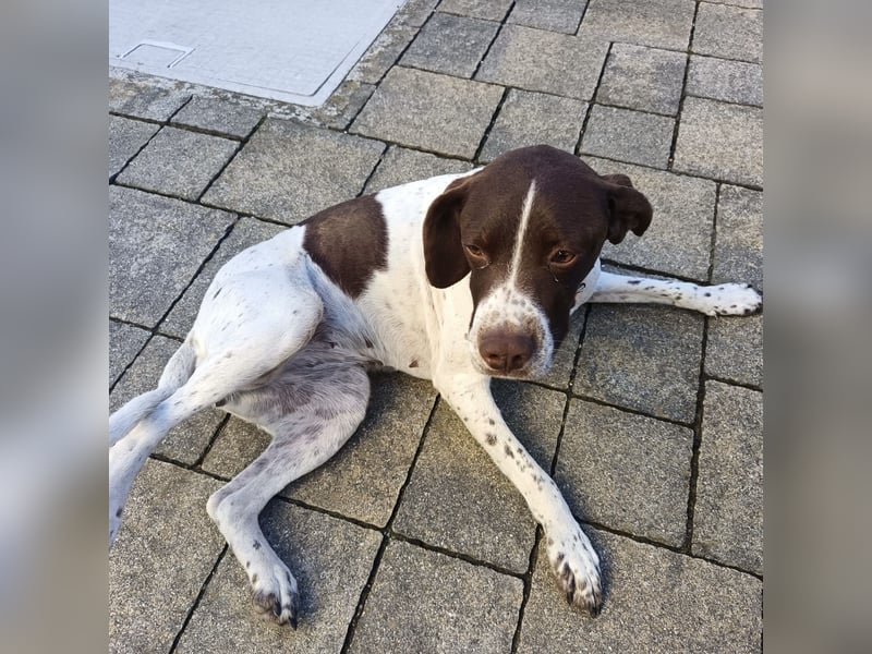 Fifi - eine bildschöne freundliche Hündin