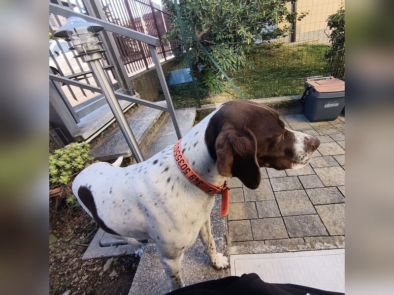 Fifi - eine bildschöne freundliche Hündin