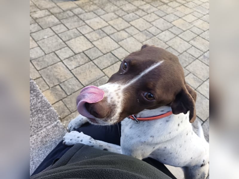 Fifi - eine bildschöne freundliche Hündin