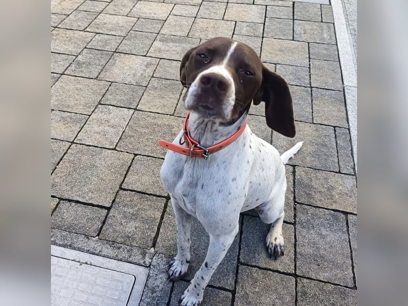 Fifi - eine bildschöne freundliche Hündin