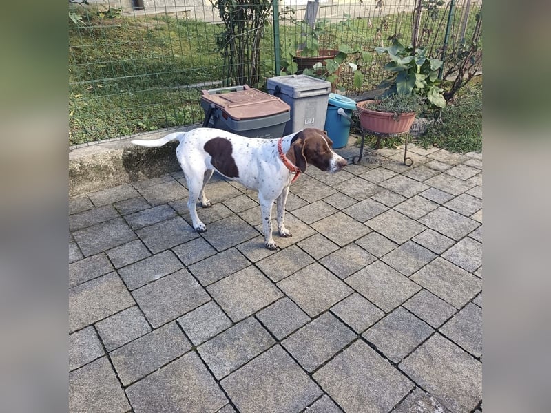 Fifi - eine bildschöne freundliche Hündin