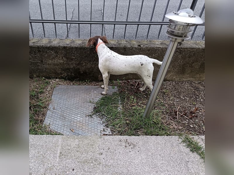 Fifi - eine bildschöne freundliche Hündin