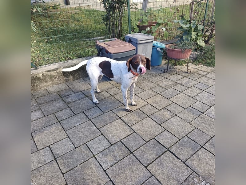 Fifi - eine bildschöne freundliche Hündin