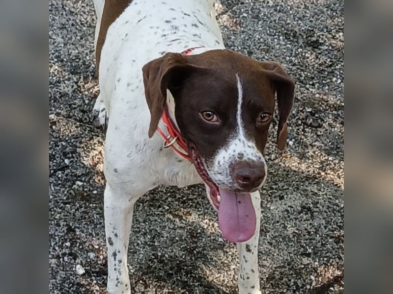 Fifi - eine bildschöne freundliche Hündin