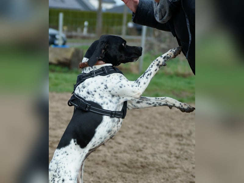 Misty Braque Francais eine aktive Familienhündin