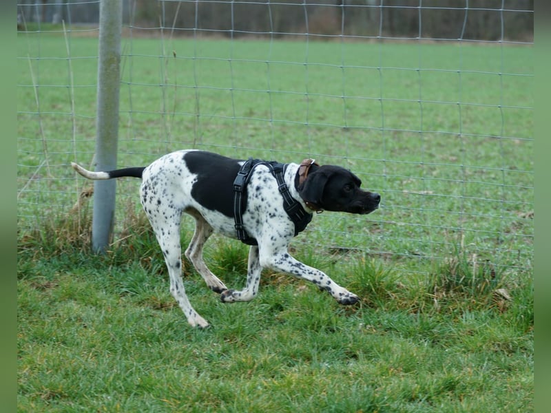 Misty Braque Francais eine aktive Familienhündin